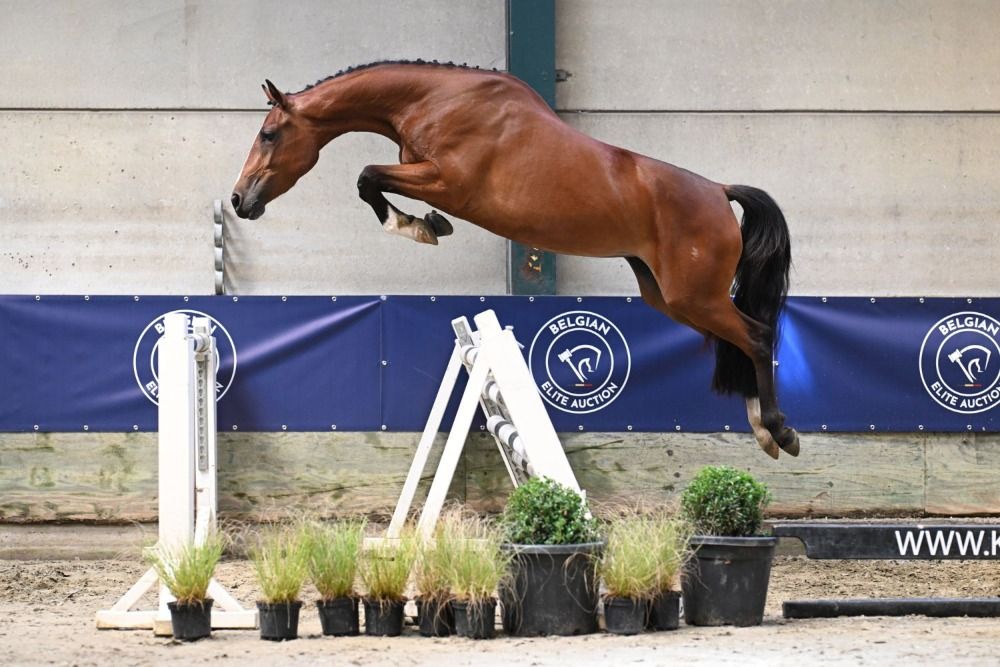 Toekomstige Topper uit Ermitage Kalone (Ermelientje van de Vlierbeek Z)