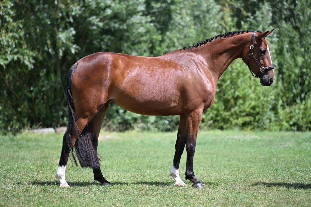 Zangersheide springpaard Merrie 3 jaar Bruin te koop - Foto 3