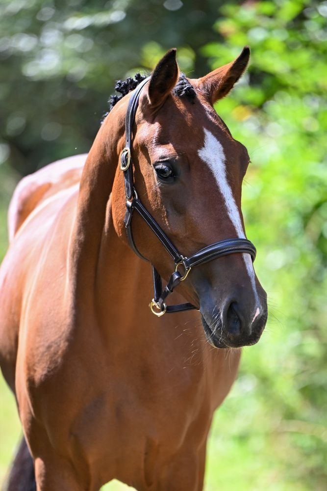 Zangersheide springpaard Merrie 3 jaar Bruin te koop - Foto 2