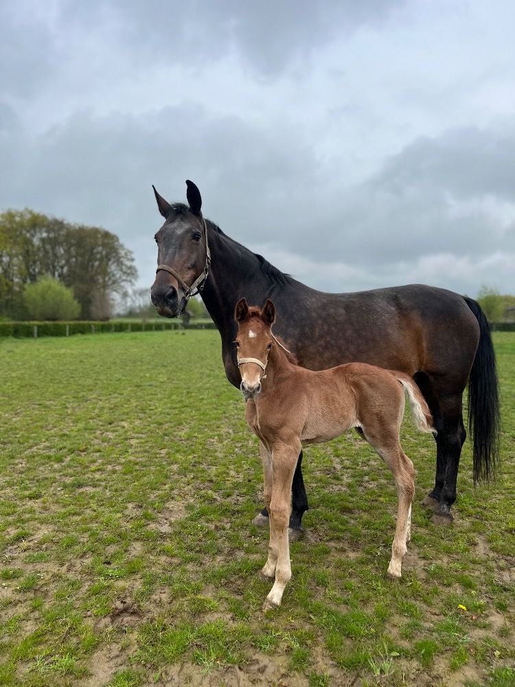 KWPN dressuurpaard Merrie 18 years old Donkerbruin for sale - Photo 4