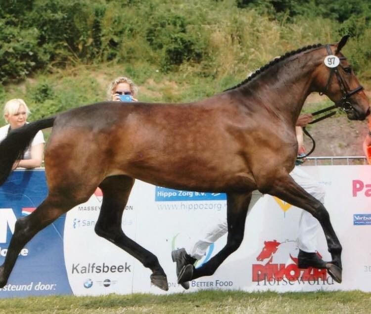 Elite Sport Mare by Santano X Metall