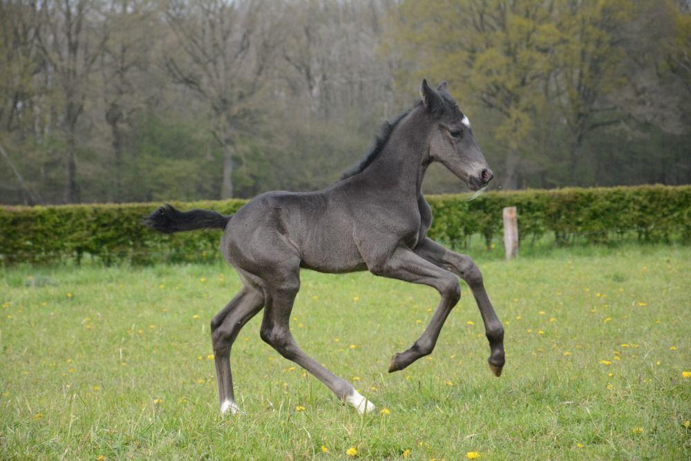 KWPN dressuurpaard Merrie 18 years old Donkerbruin for sale - Photo 6