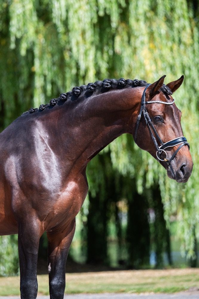 KWPN dressuurpaard Hengst 5 jaar Donkerbruin te koop - Foto 3