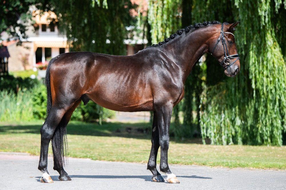KWPN dressuurpaard Hengst 5 jaar Donkerbruin te koop - Foto 2