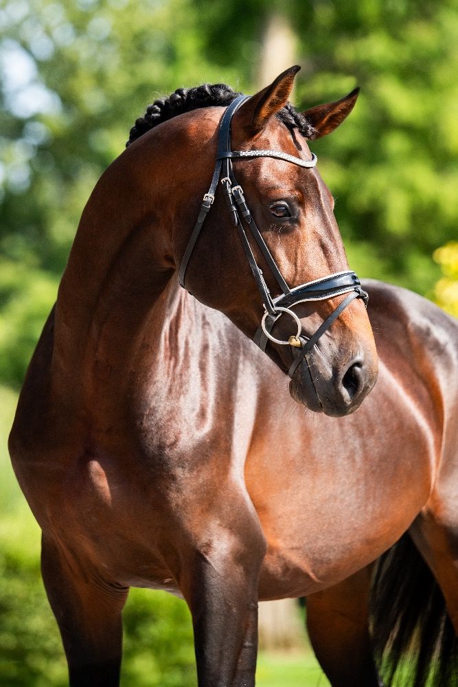 KWPN dressuurpaard Hengst 5 jaar Donkerbruin te koop - Hoofdfoto