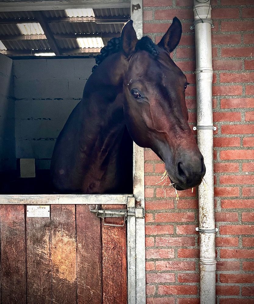 KWPN dressuurpaard Hengst 5 jaar Donkerbruin te koop - Foto 4