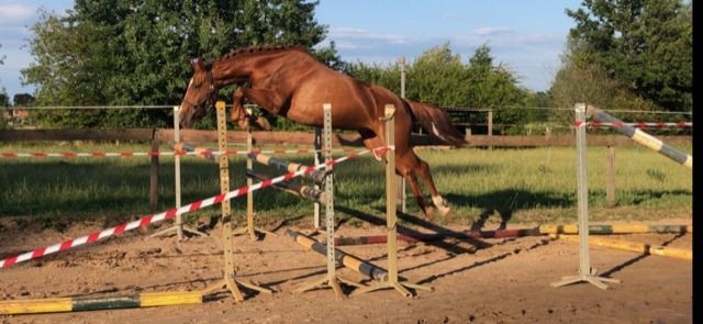 Zangersheide springpaard Merrie 5 jaar Vos te koop - Hoofdfoto