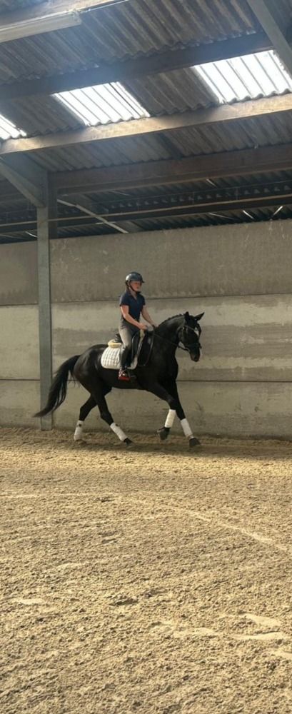 Oldenburg dressuurpaard Merrie 6 jaar Zwart te koop - Foto 3