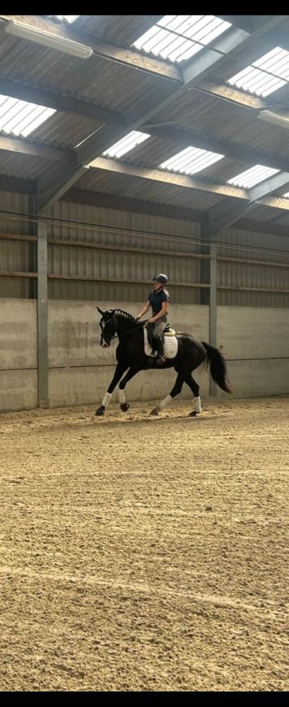 Oldenburg dressuurpaard Merrie 6 jaar Zwart te koop - Foto 4