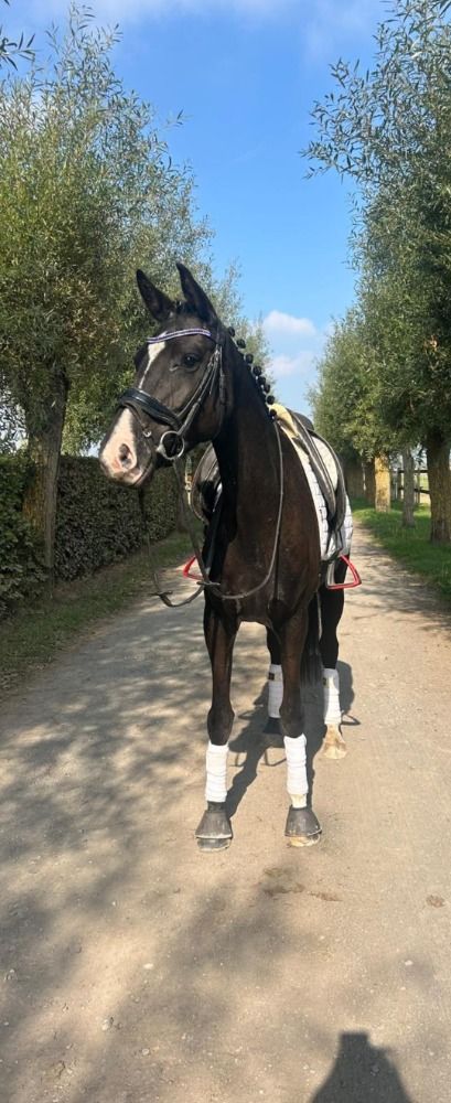 Oldenburg dressuurpaard Merrie 6 jaar Zwart te koop - Foto 2