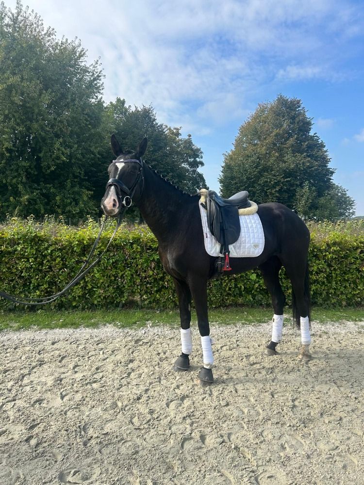 Oldenburg dressuurpaard Merrie 6 jaar Zwart te koop - Hoofdfoto