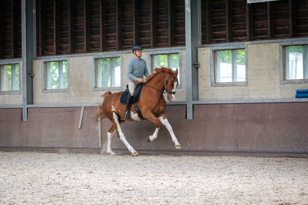 KWPN paard Ruin 5 jaar Vos te koop - Foto 3