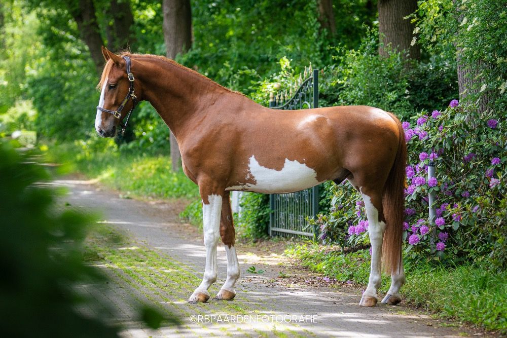 Stoere Ruin