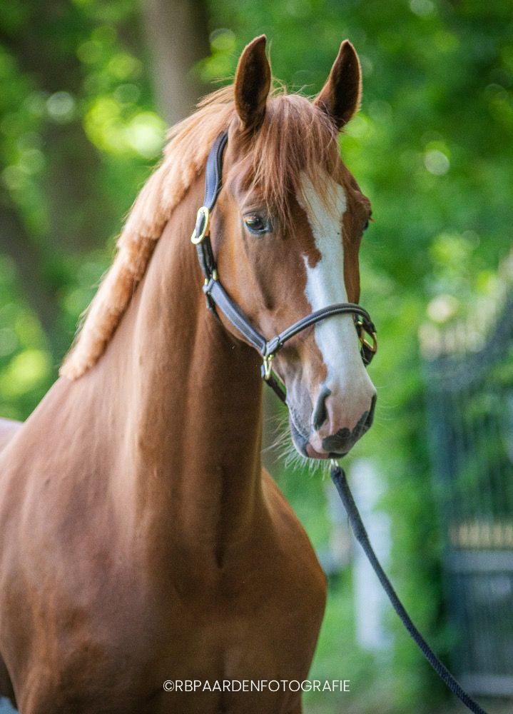 KWPN paard Ruin 5 jaar Vos te koop - Foto 5