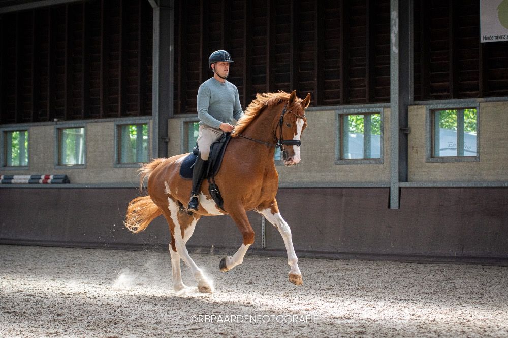 KWPN paard Ruin 5 jaar Vos te koop - Foto 2