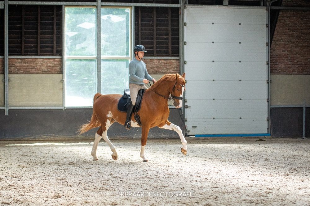 KWPN paard Ruin 5 jaar Vos te koop - Foto 6