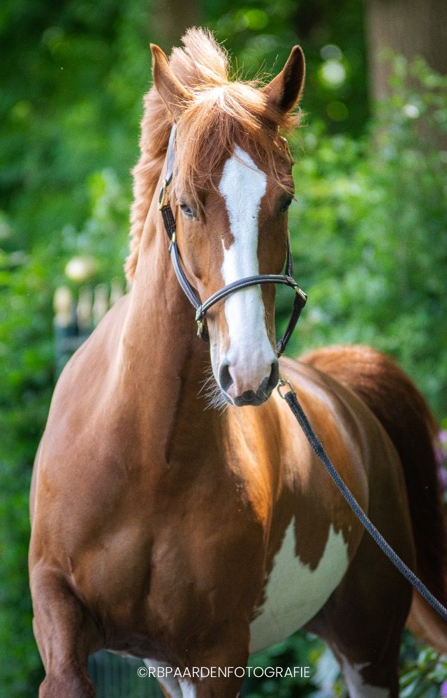 KWPN paard Ruin 5 jaar Vos te koop - Foto 4