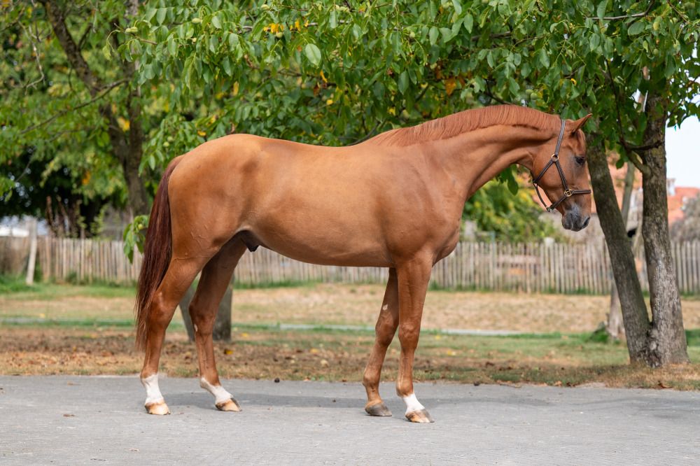 3-jarige ruin, Socrates vh Poeleind TANGELO VD ZUUTHOEVE x CASH