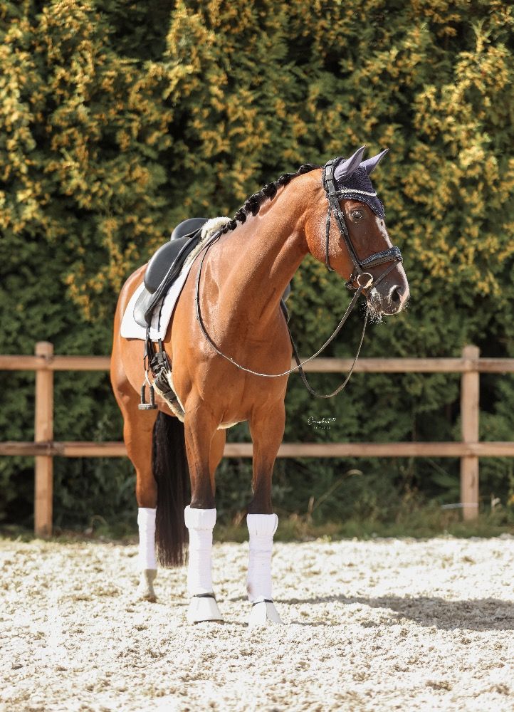 KWPN dressuurpaard Merrie 6 years old Bruin for sale - Photo 3