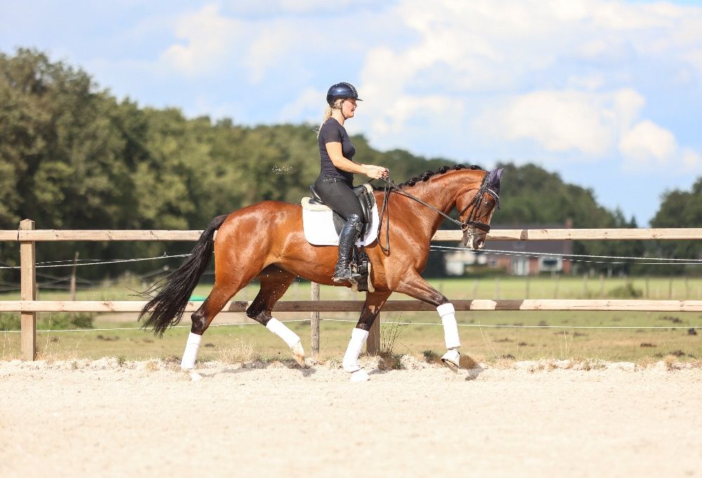 KWPN dressuurpaard Merrie 6 years old Bruin for sale - Photo 2