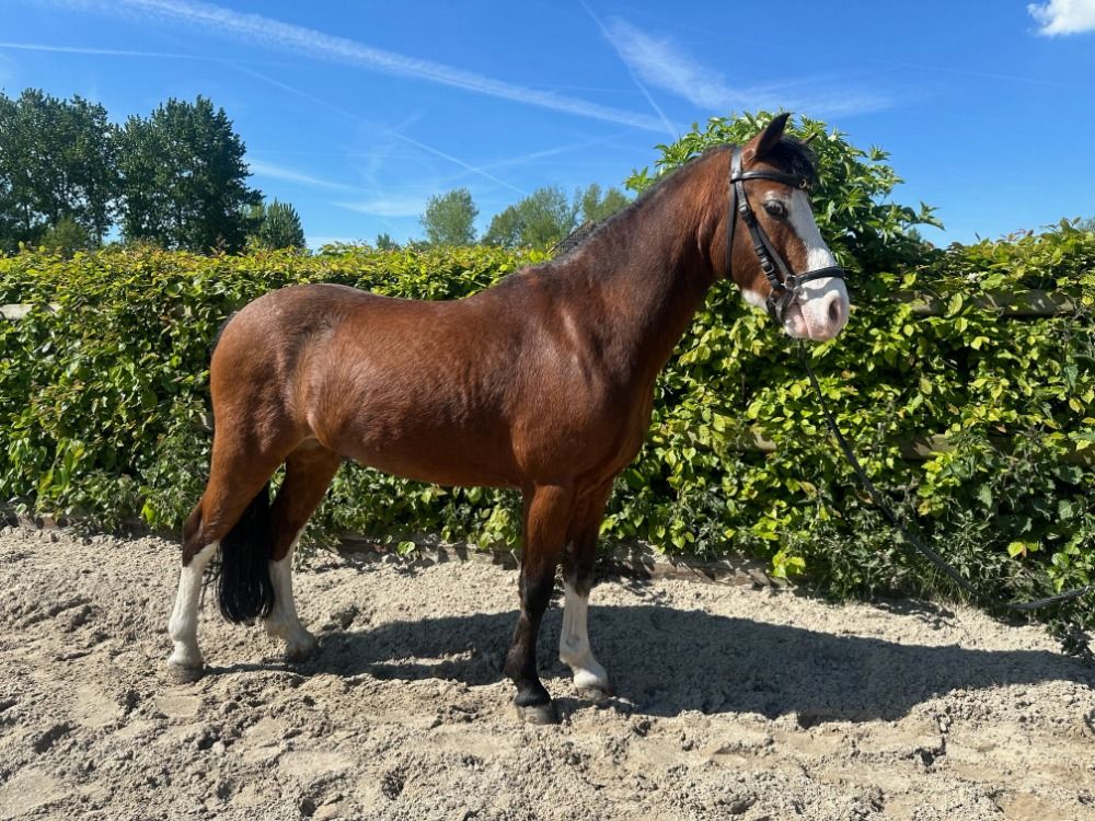 pony Ruin 10 jaar Bruin te koop - Foto 4