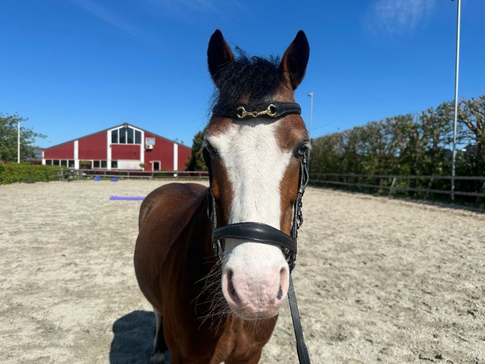 pony Ruin 10 jaar Bruin te koop - Foto 3