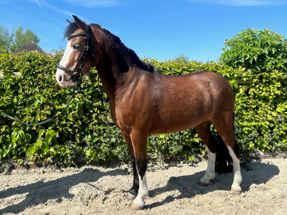 Te koop: Davey
