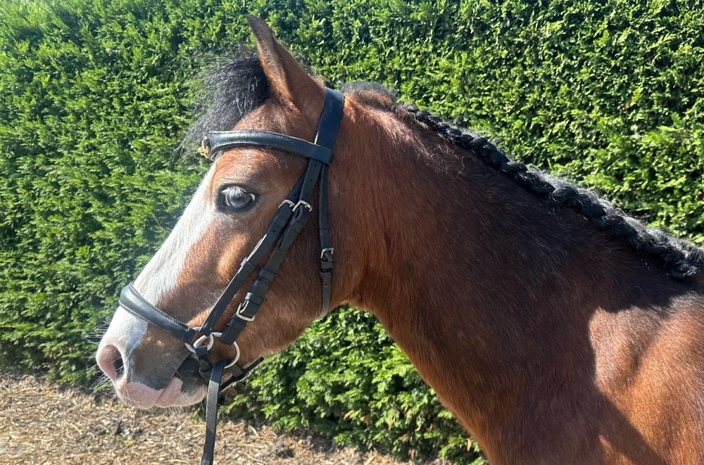 pony Ruin 10 jaar Bruin te koop - Foto 2
