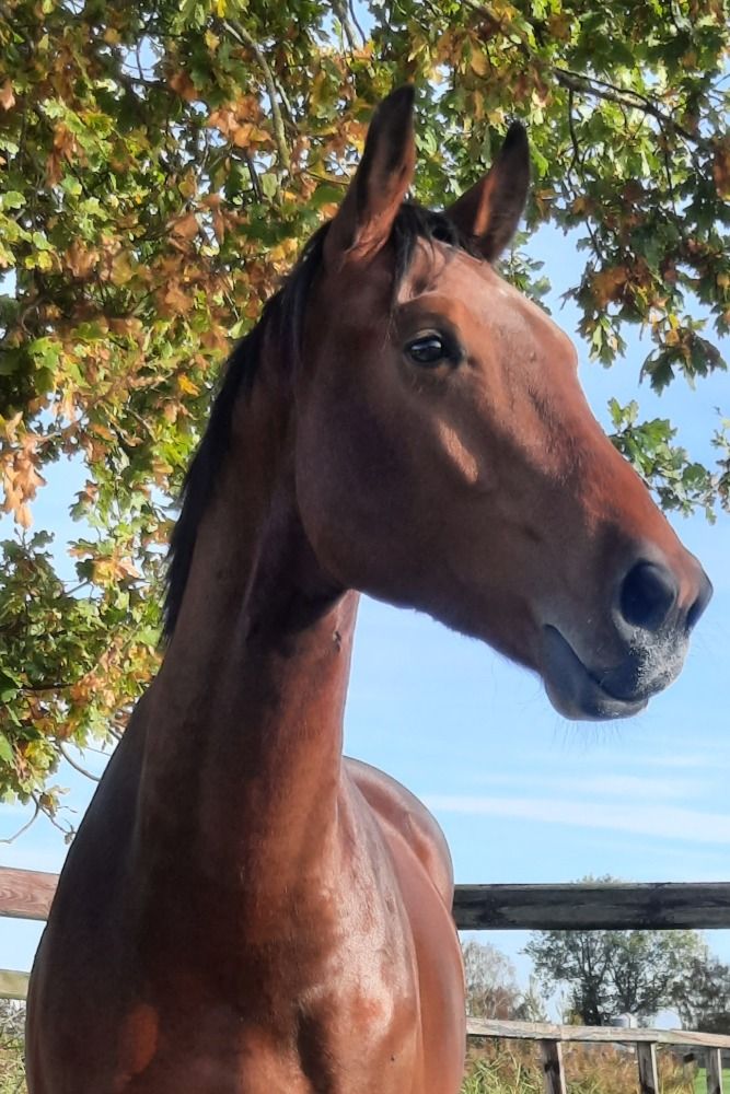 KWPN dressuurpaard Hengst 2 jaar Bruin te koop - Hoofdfoto