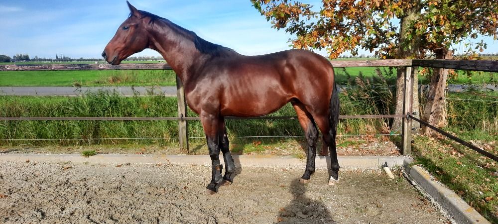 KWPN dressuurpaard Hengst 2 jaar Bruin te koop - Foto 3