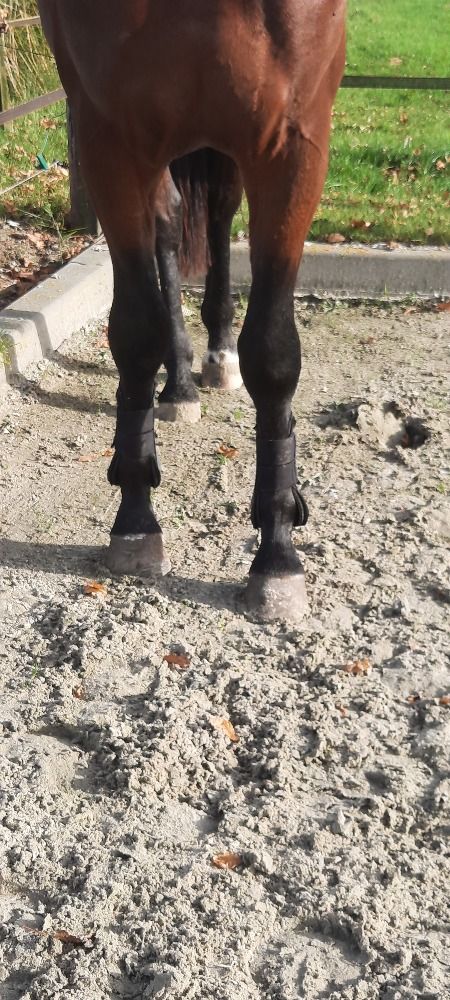 KWPN dressuurpaard Hengst 2 jaar Bruin te koop - Foto 2