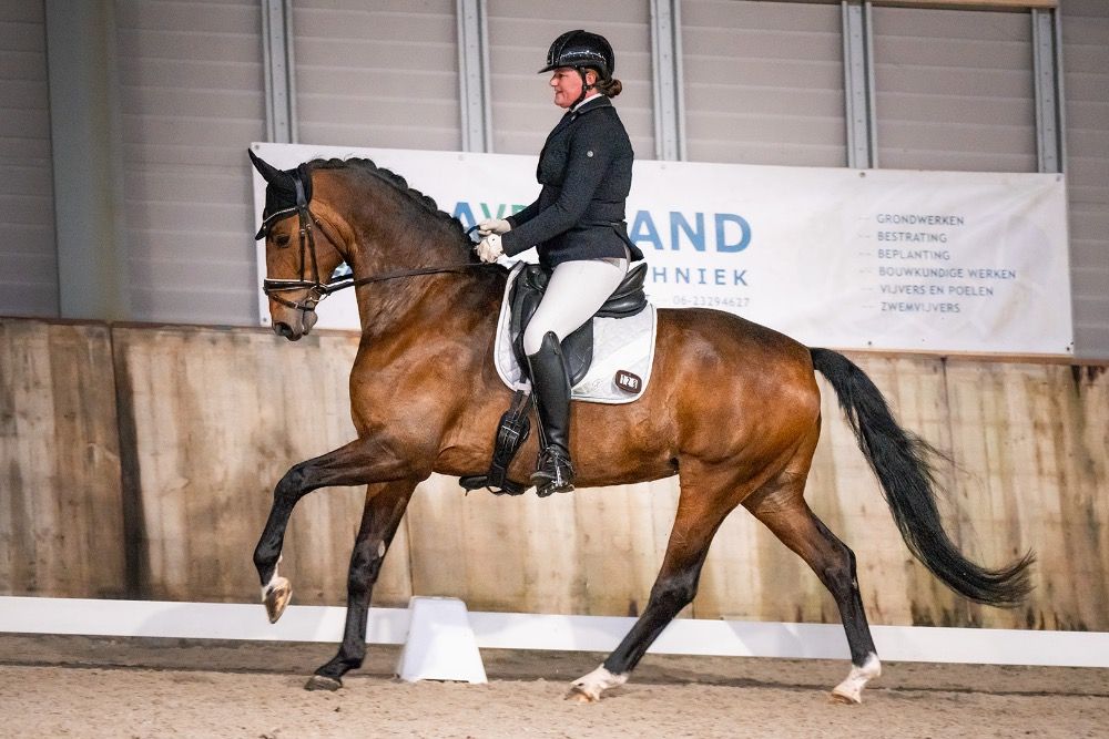 KWPN dressuurpaard Hengst Donkerbruin te koop - Foto 5