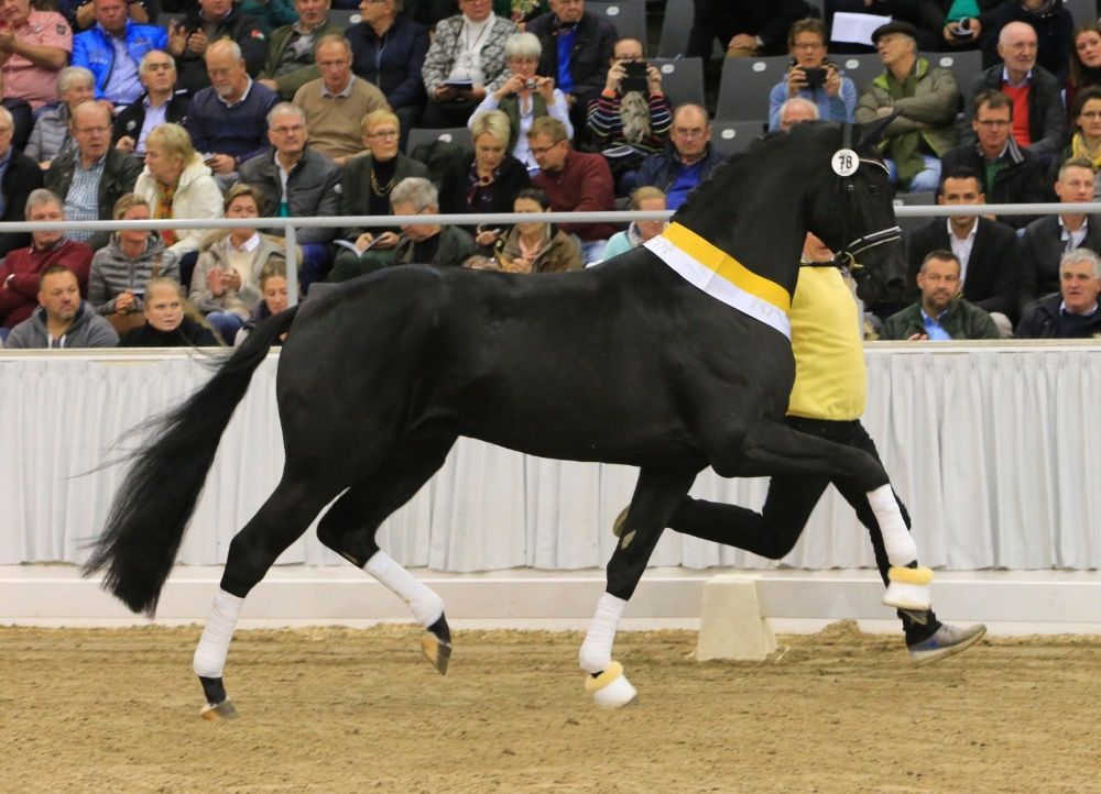 KWPN dressuurpaard Hengst Donkerbruin te koop - Foto 3