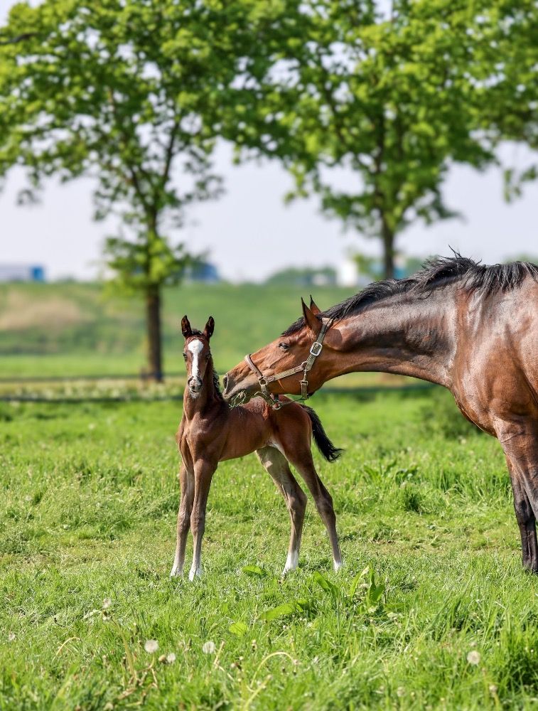 KWPN dressuurpaard Hengst Donkerbruin te koop - Foto 4