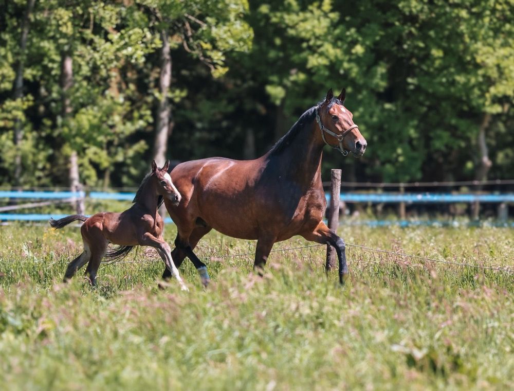 KWPN dressuurpaard Hengst Donkerbruin te koop - Foto 2