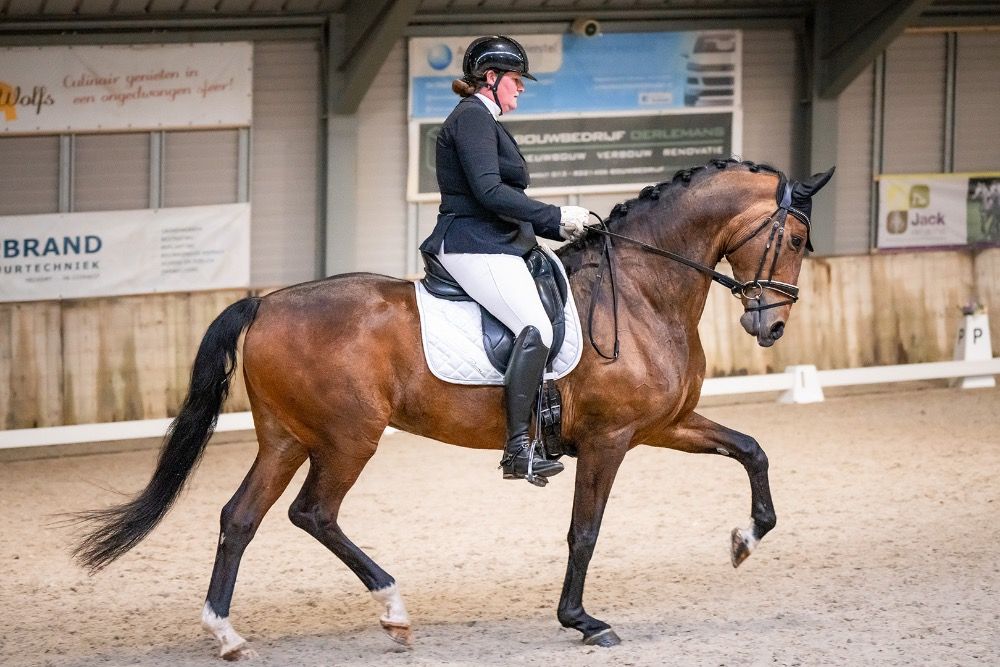 KWPN dressuurpaard Hengst Donkerbruin te koop - Foto 6