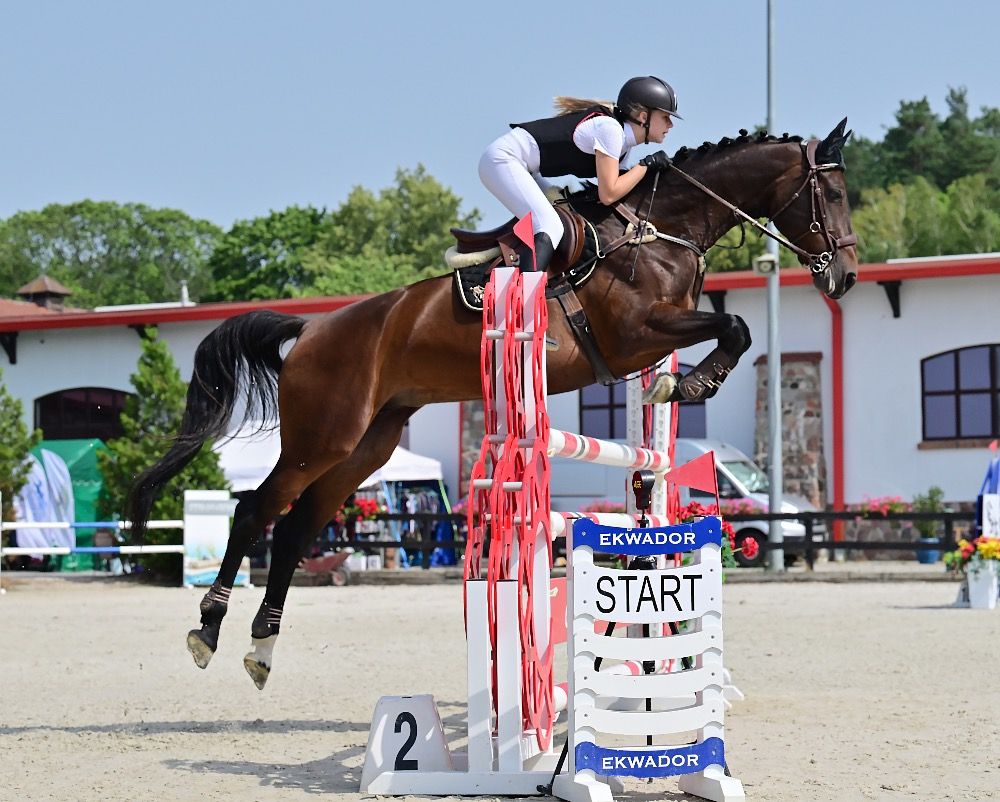 Oldenburg springpaard Merrie 9 jaar Donkerbruin te koop - Foto 5