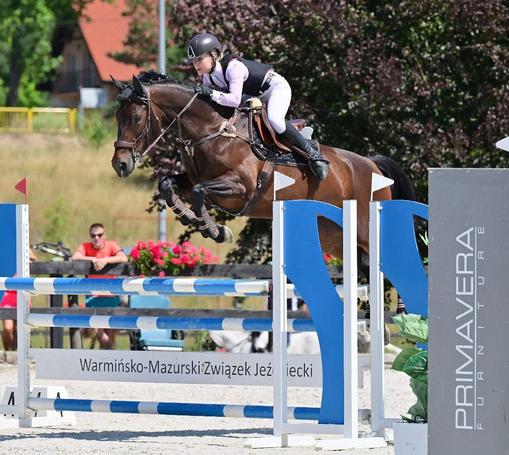 Oldenburg springpaard Merrie 9 jaar Donkerbruin te koop - Foto 2
