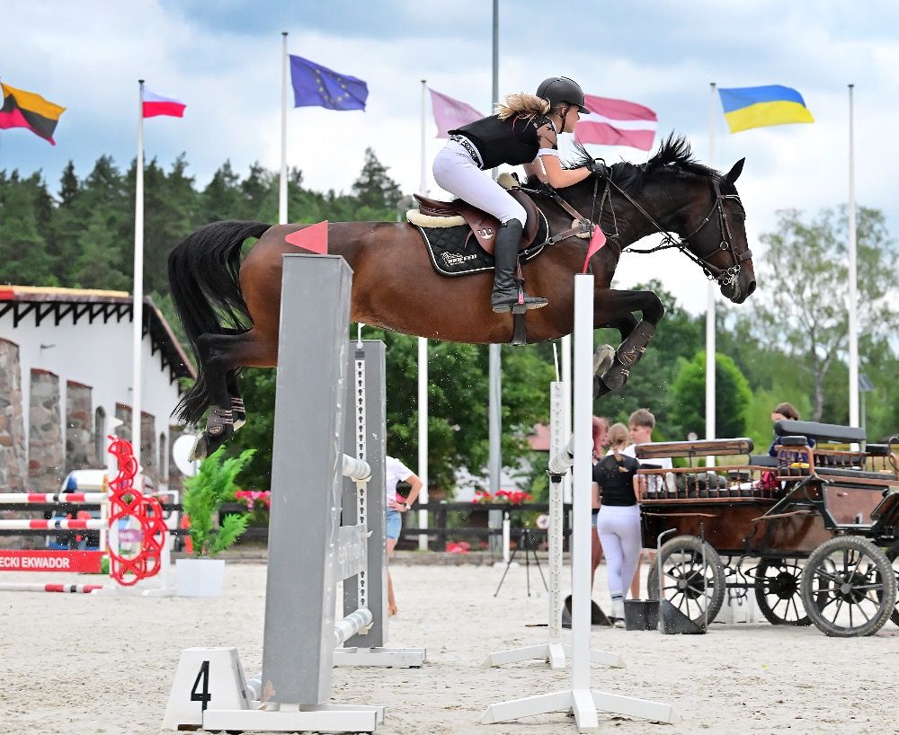 Oldenburg springpaard Merrie 9 jaar Donkerbruin te koop - Foto 3