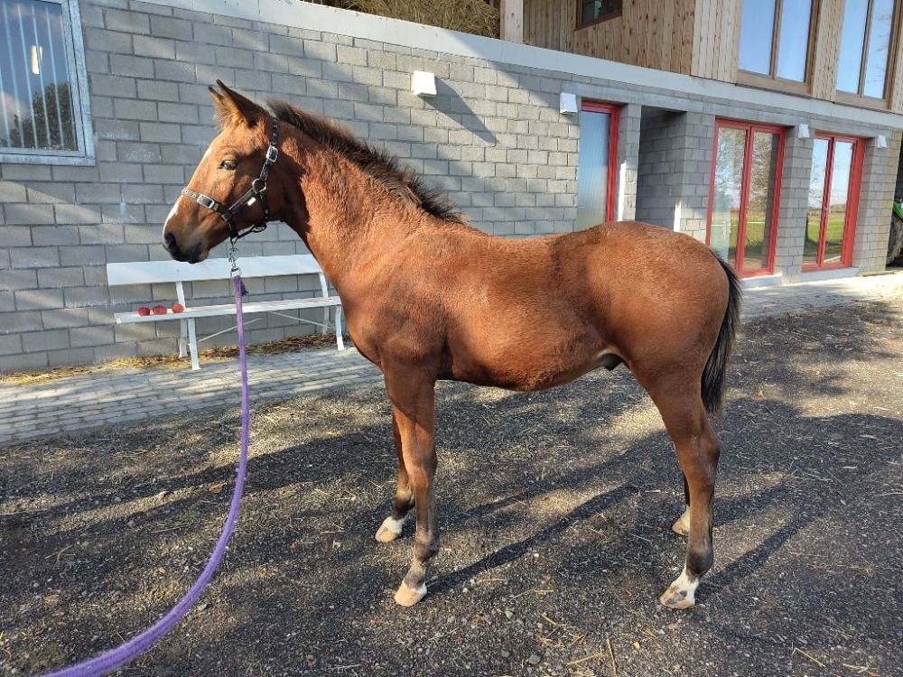 BWP springpaard Hengst te koop - Foto 3
