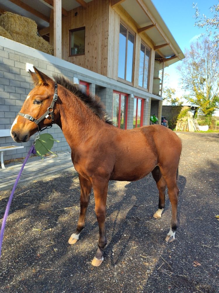 BWP springpaard Hengst te koop - Foto 2