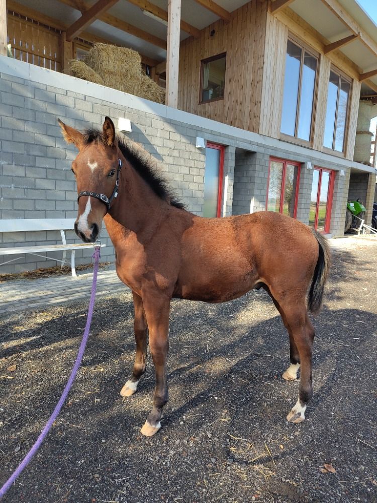 BWP springpaard Hengst te koop - Hoofdfoto