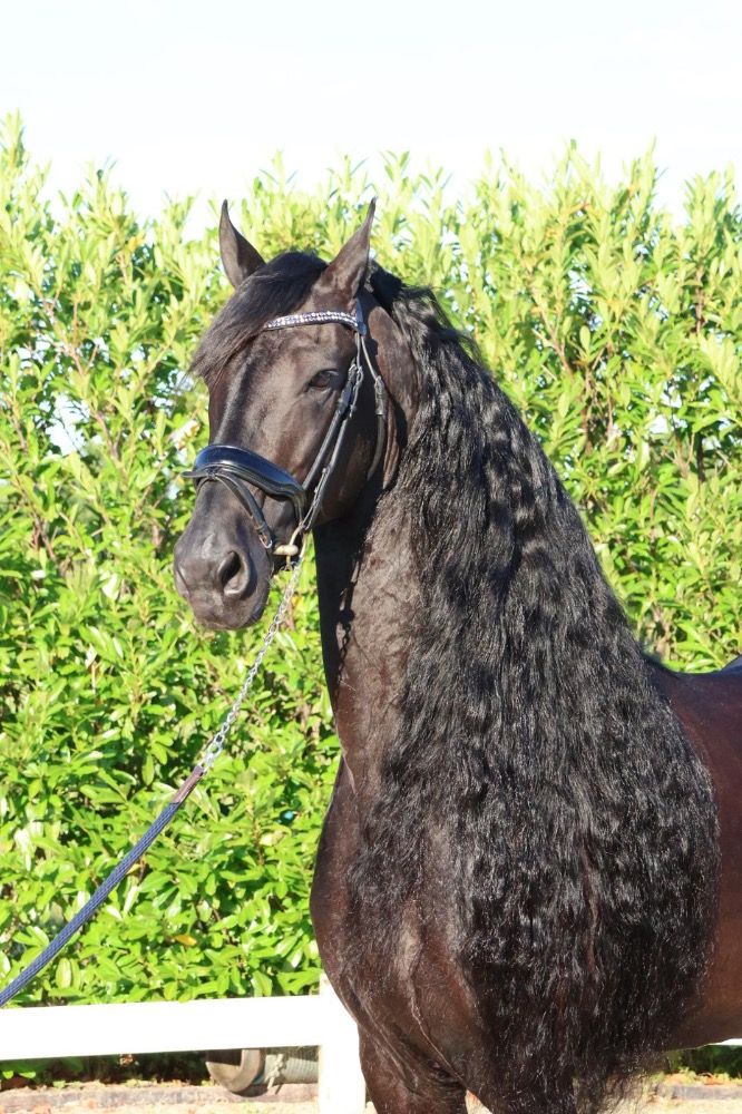 Fries dressuurpaard Hengst 14 jaar Zwart te koop - Foto 2