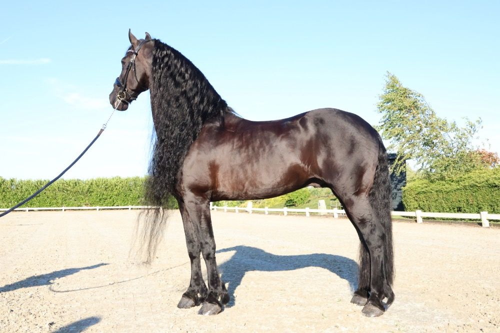 Jetset - Grand Prix Stallion VERKOCHT
