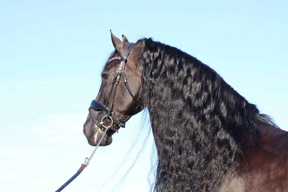 Fries dressuurpaard Hengst 14 jaar Zwart te koop - Foto 3