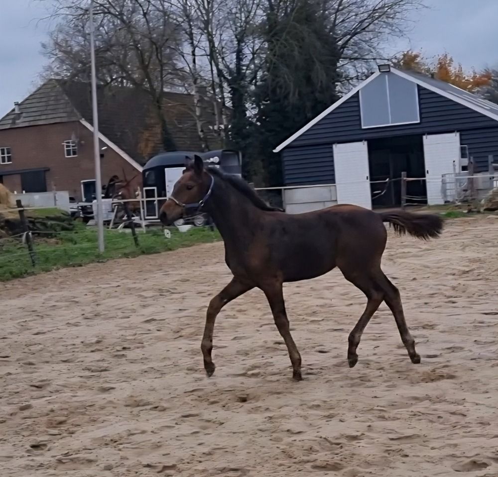 KWPN dressuurpaard Hengst Bruin te koop - Foto 3