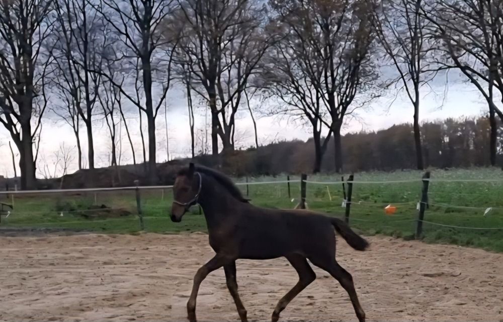 KWPN dressuurpaard Hengst Bruin te koop - Foto 2