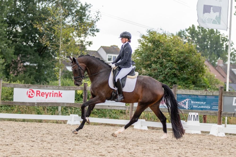 Elegant mare