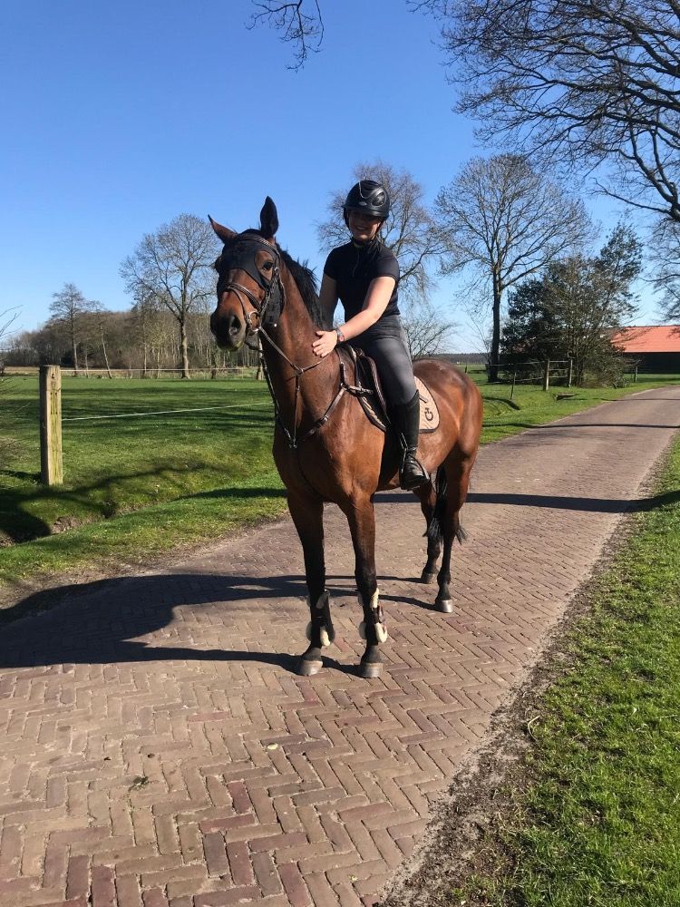 KWPN springpaard Merrie 9 jaar Bruin te koop - Foto 4