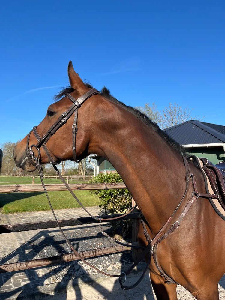 Super chique merrie te koop!